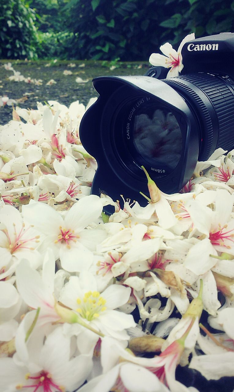 CLOSE-UP OF WHITE FLOWERS