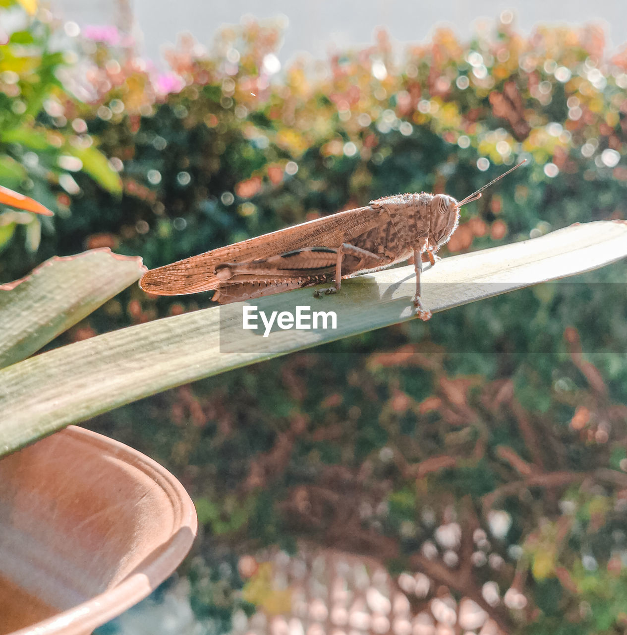 CLOSE-UP OF BUTTERFLY PERCHING ON WOOD OUTDOORS