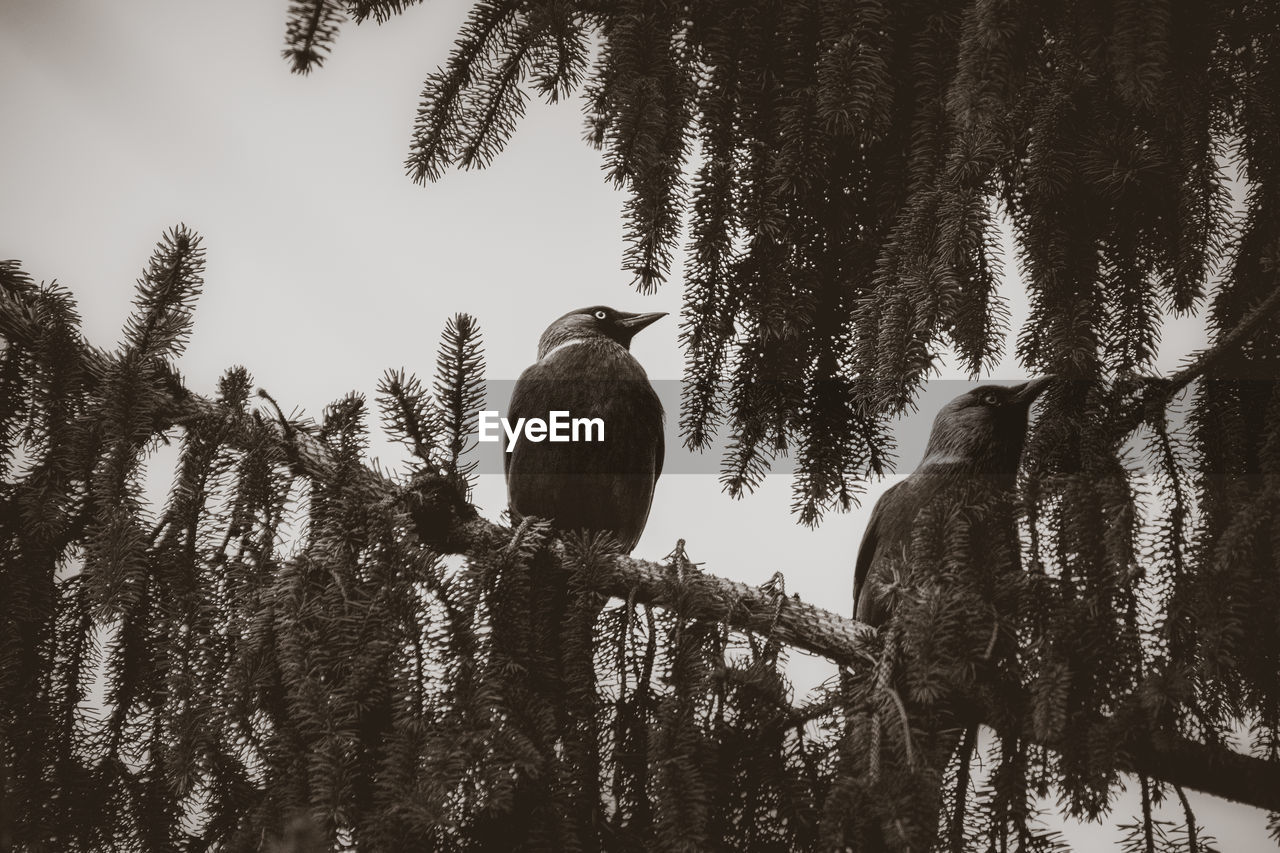 LOW ANGLE VIEW OF BIRDS ON TREE IN FOREST