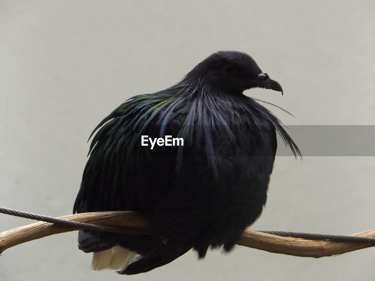 Close-up of bird against clear sky