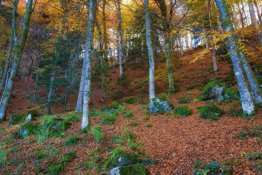 VIEW OF TREES IN FOREST