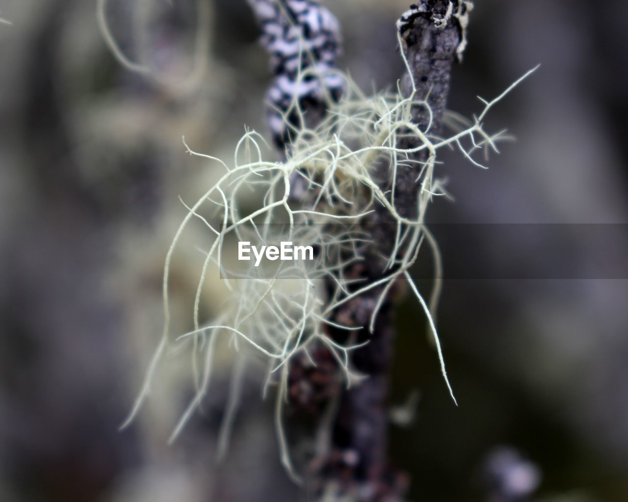 Close-up of lichens on dried plant