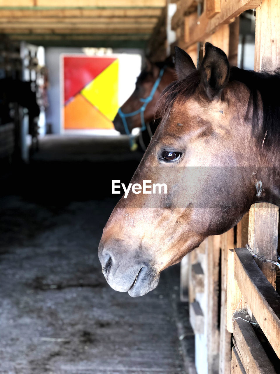 CLOSE-UP OF A HORSE IN THE STABLE