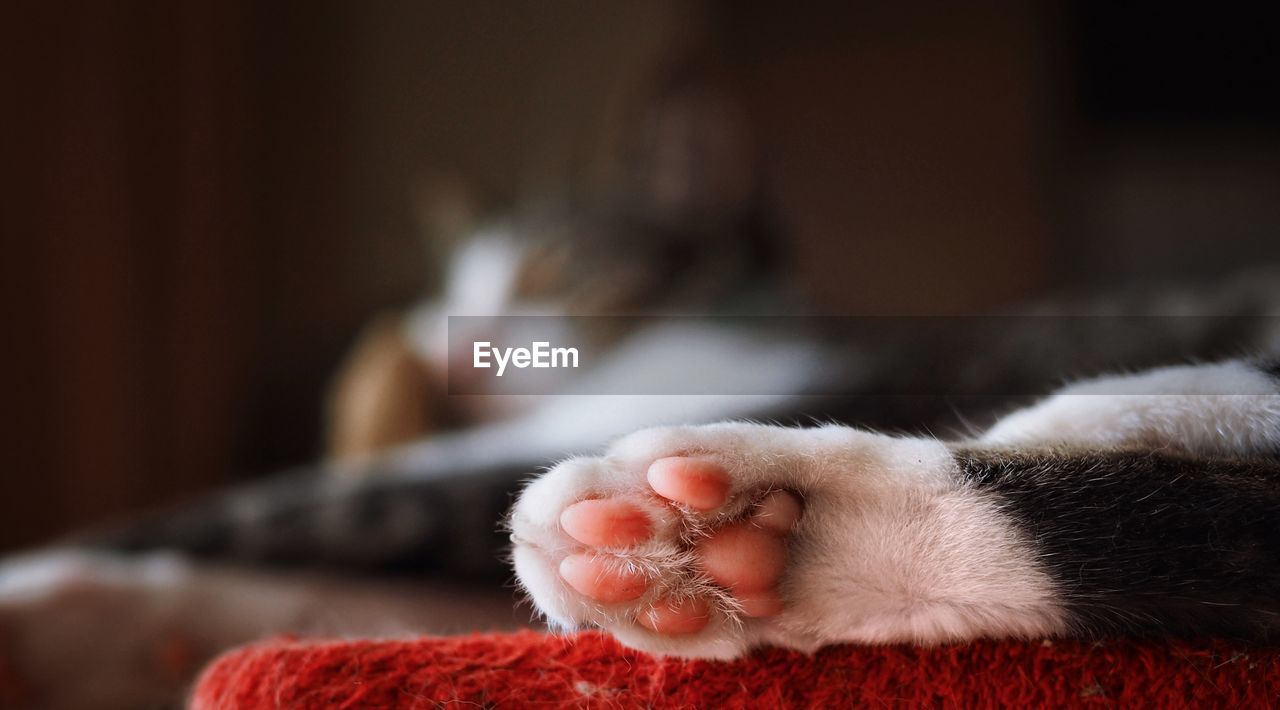 Close-up of cat paw at home