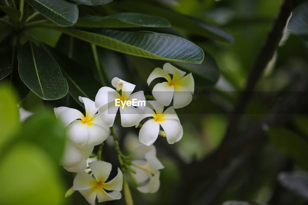 CLOSE-UP OF FLOWERING PLANTS