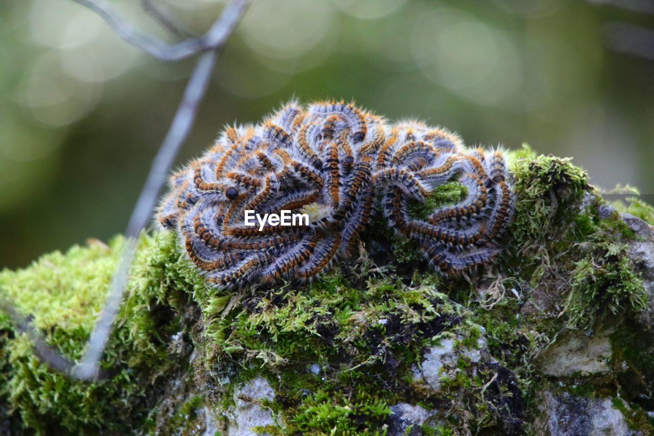 Close-up of caterpillars on moss covered rock