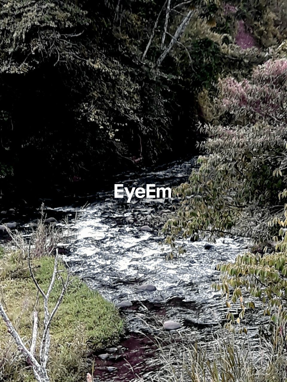 Stream flowing through rocks in forest