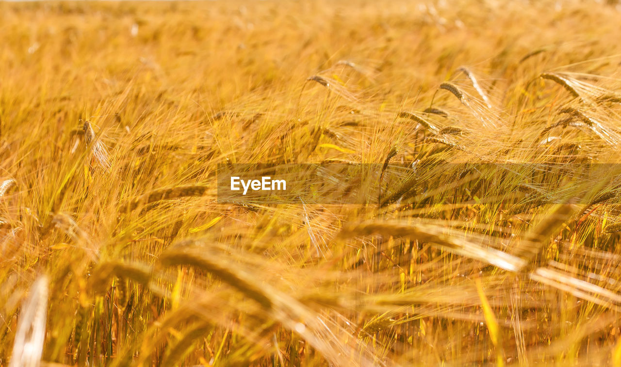 CLOSE-UP OF WHEAT CROPS ON FIELD