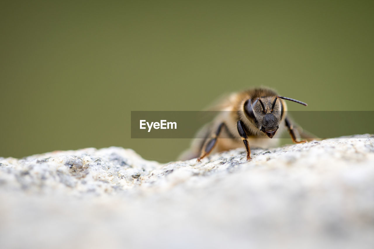 CLOSE-UP OF BEE