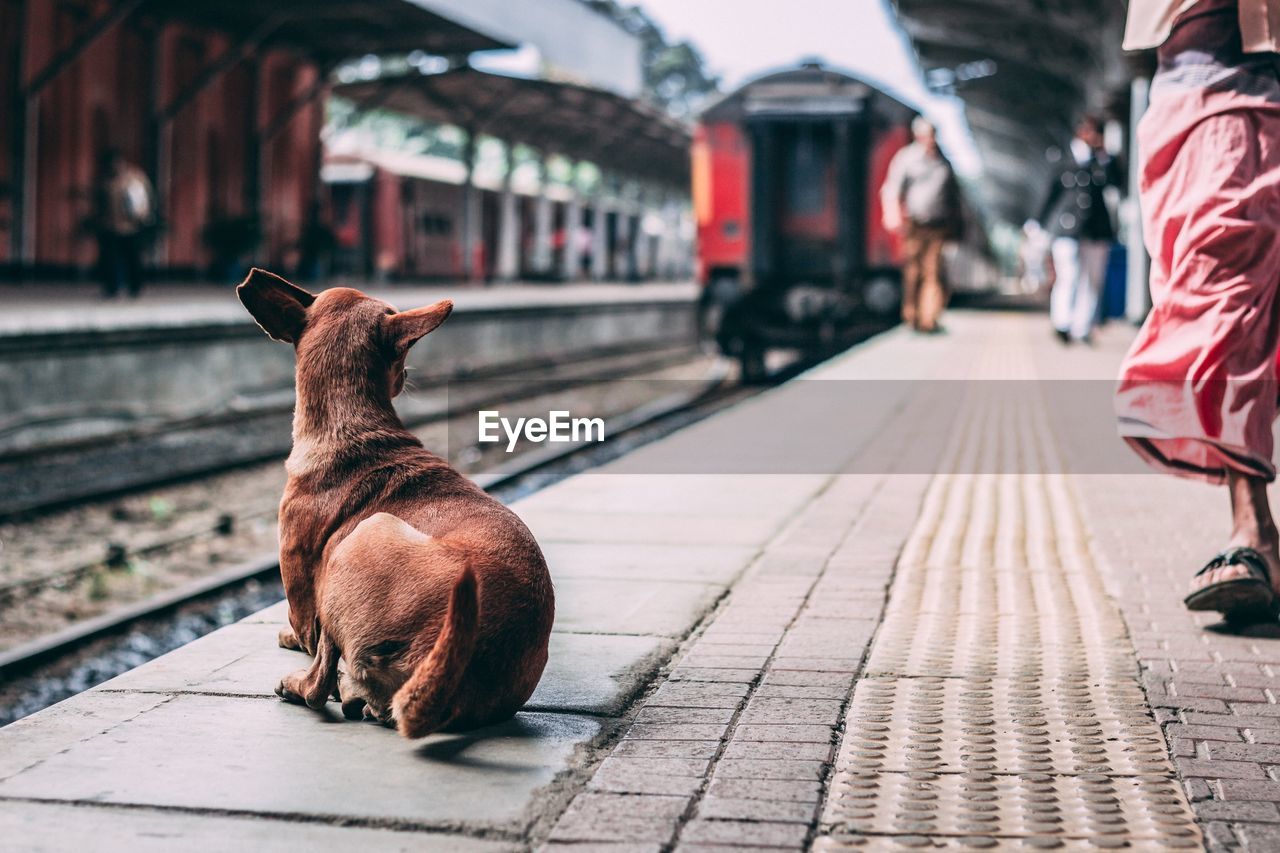 Dog at railroad station platform