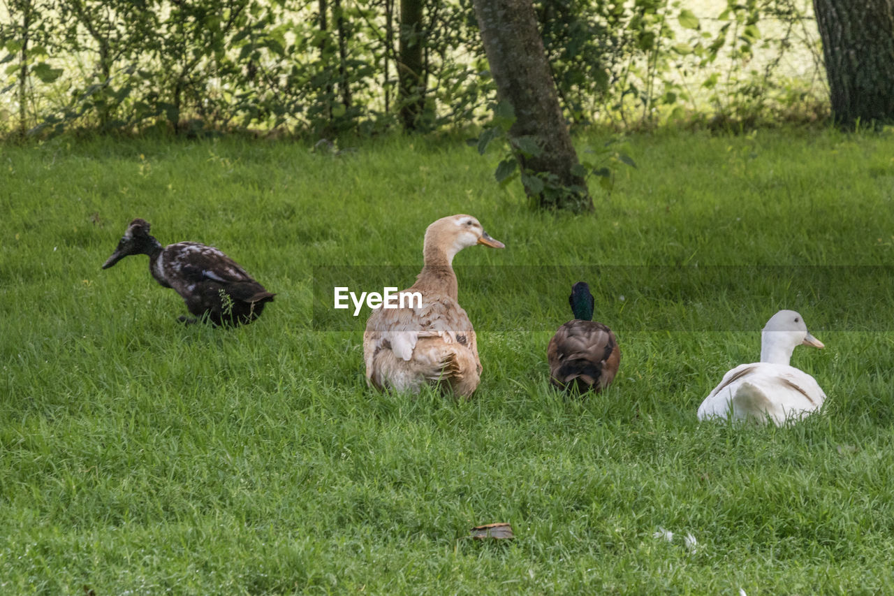 plant, animal themes, animal, bird, grass, group of animals, animal wildlife, wildlife, nature, ducks, geese and swans, water bird, green, land, duck, no people, field, tree, goose, day, growth, pasture, young animal, poultry, meadow, outdoors, beauty in nature, medium group of animals