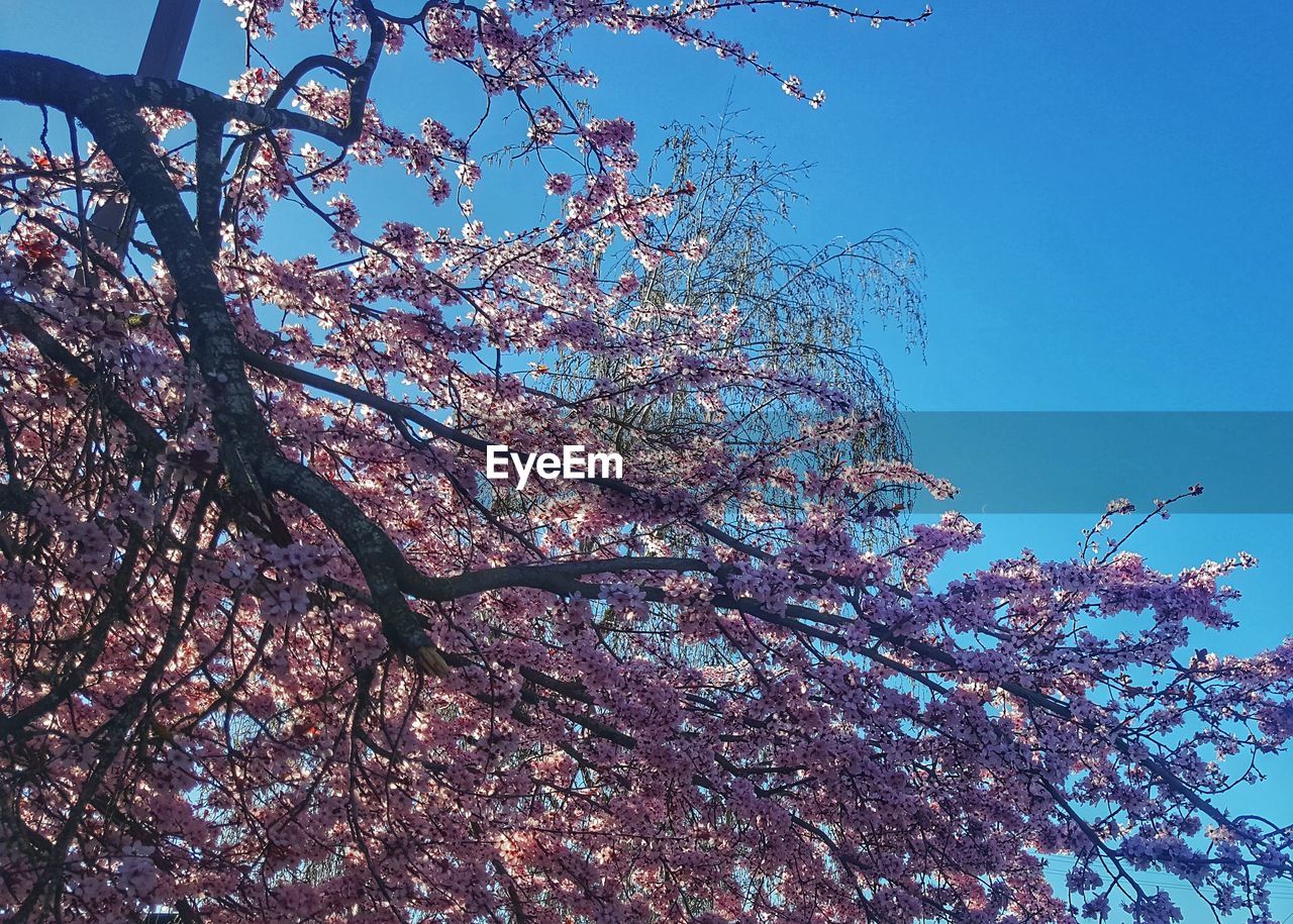 LOW ANGLE VIEW OF CHERRY BLOSSOM AGAINST BLUE SKY