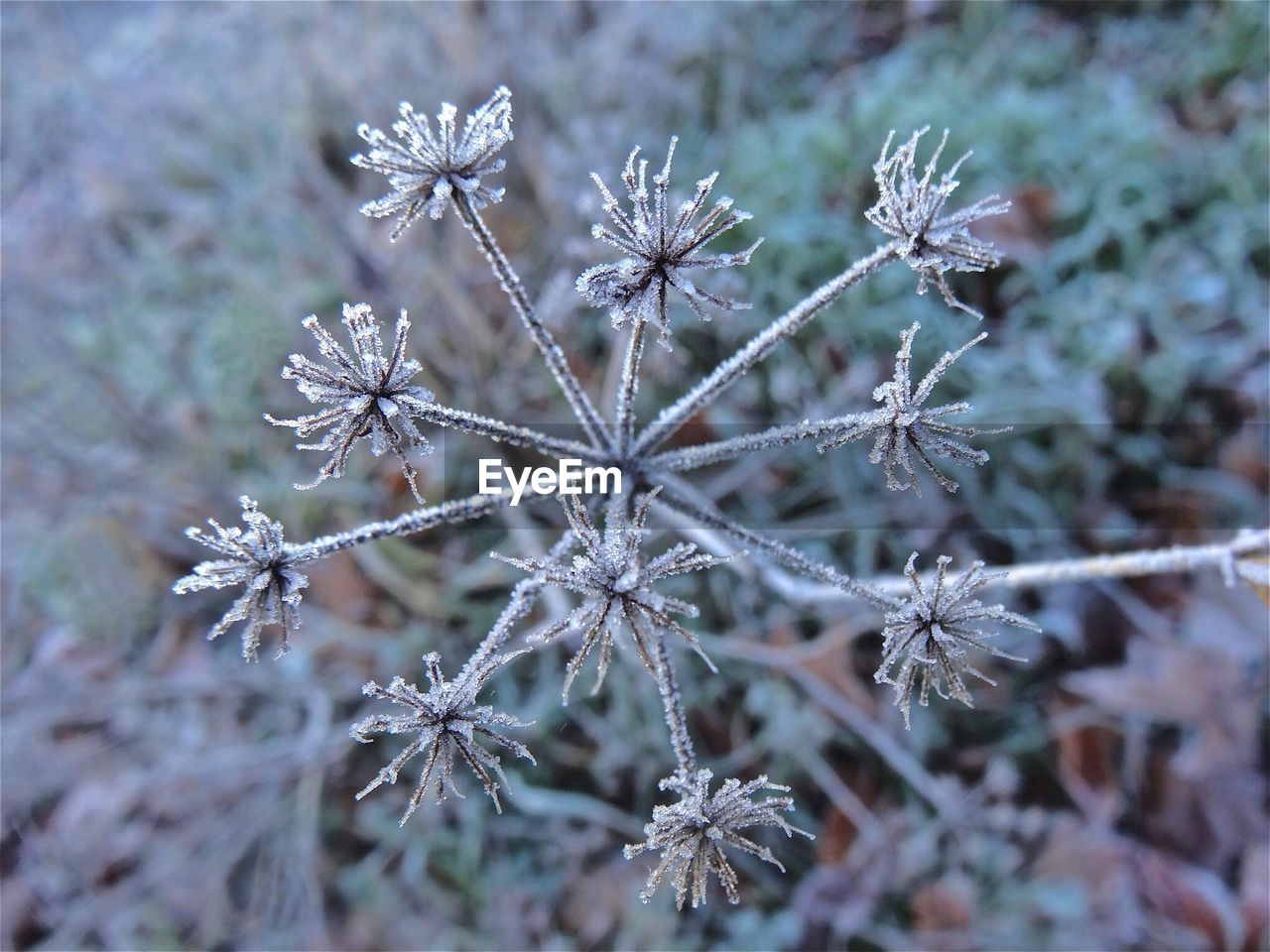 Cow parsley covered in winter hoar frost