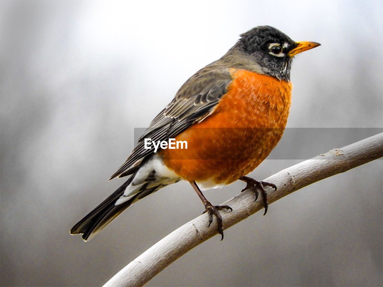 BIRD PERCHING ON A BRANCH