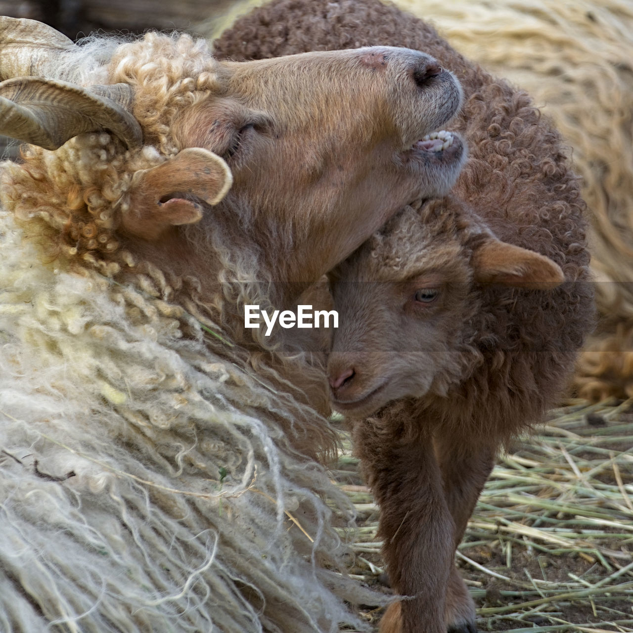 Close-up of sheep