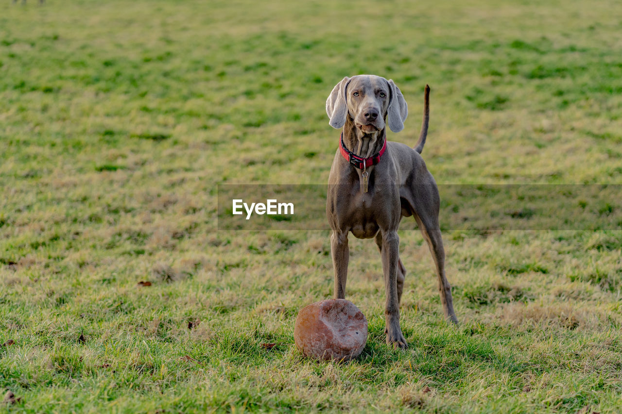 Dog standing on grass