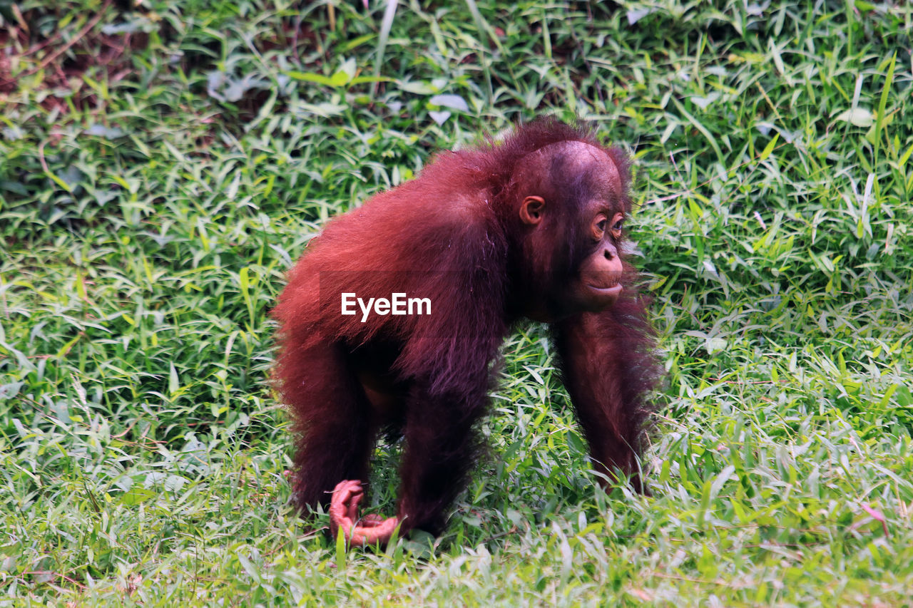 Baby sumatra orangutan 