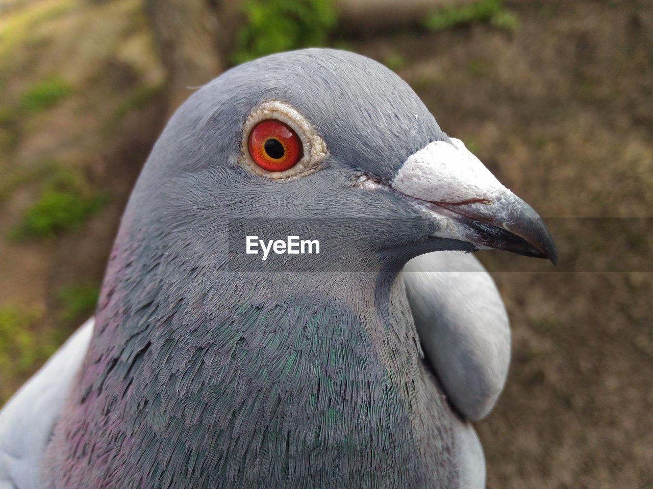 CLOSE-UP OF BIRD OUTDOORS