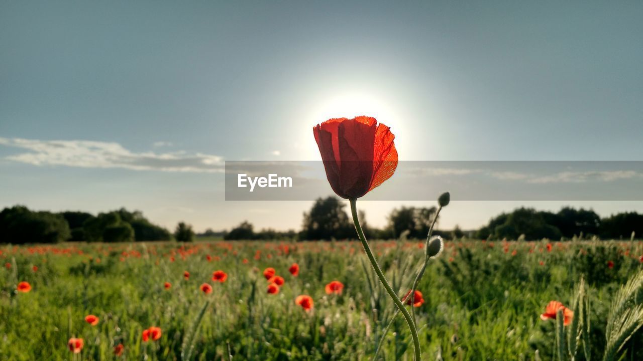 Red poppy blooming in field