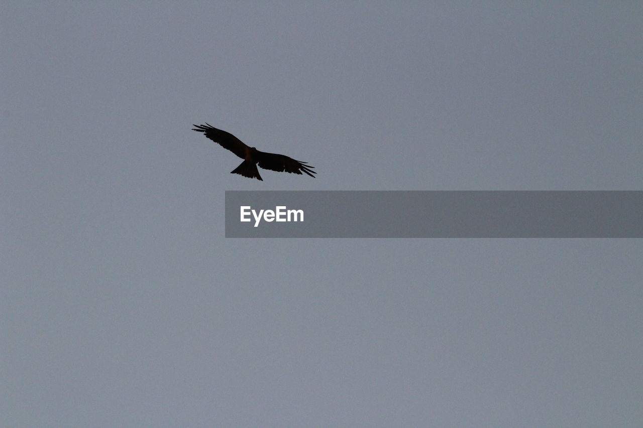 LOW ANGLE VIEW OF A BIRD FLYING IN SKY