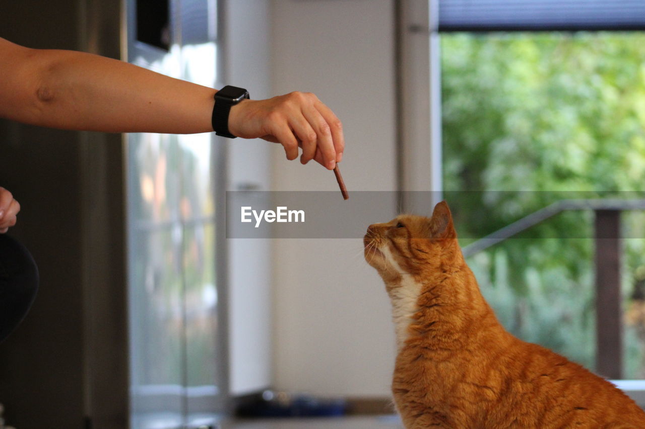 WOMAN HAND HOLDING CAT BY CURTAIN AT HOME