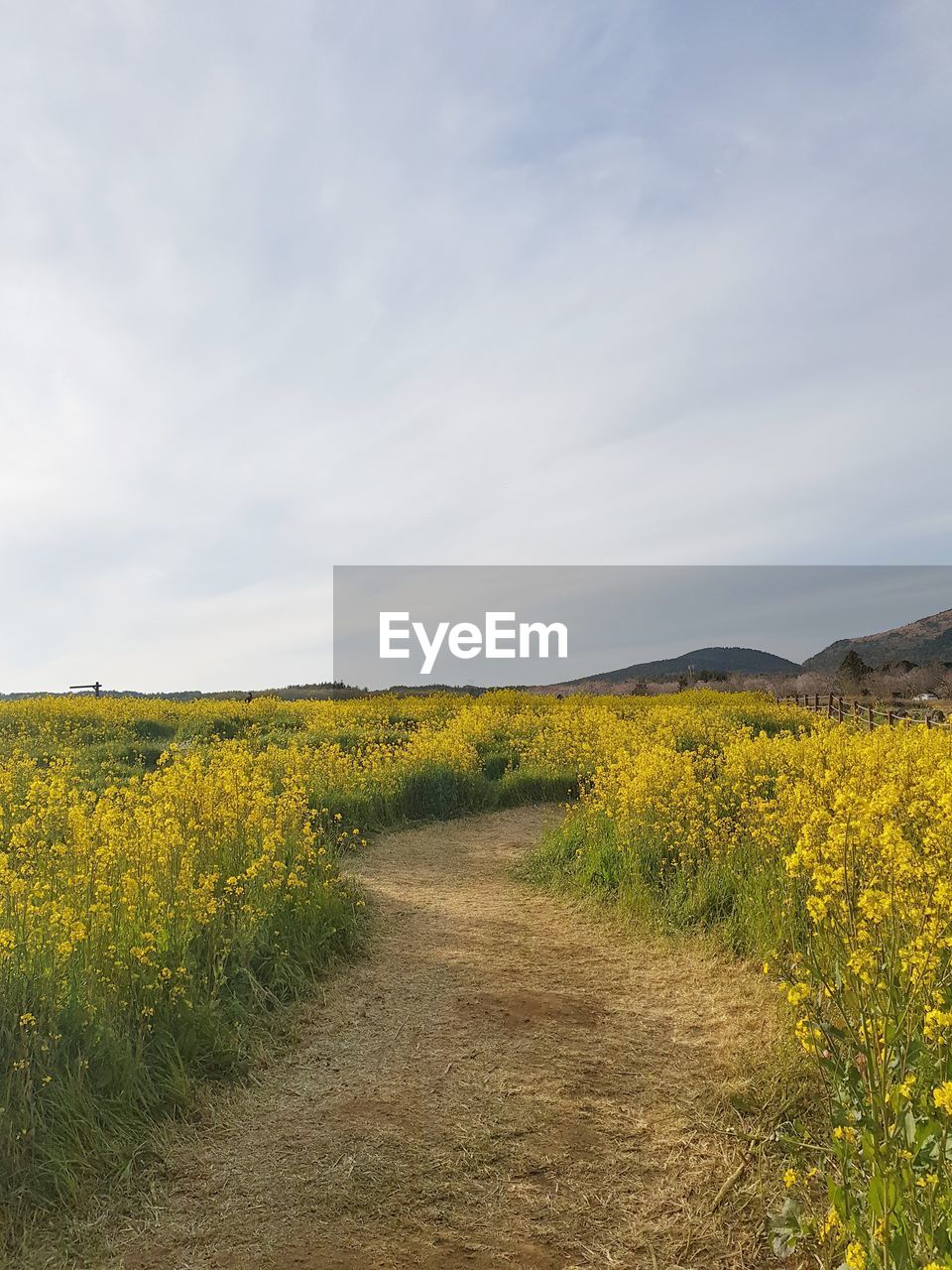 YELLOW FLOWERS GROWING ON FIELD