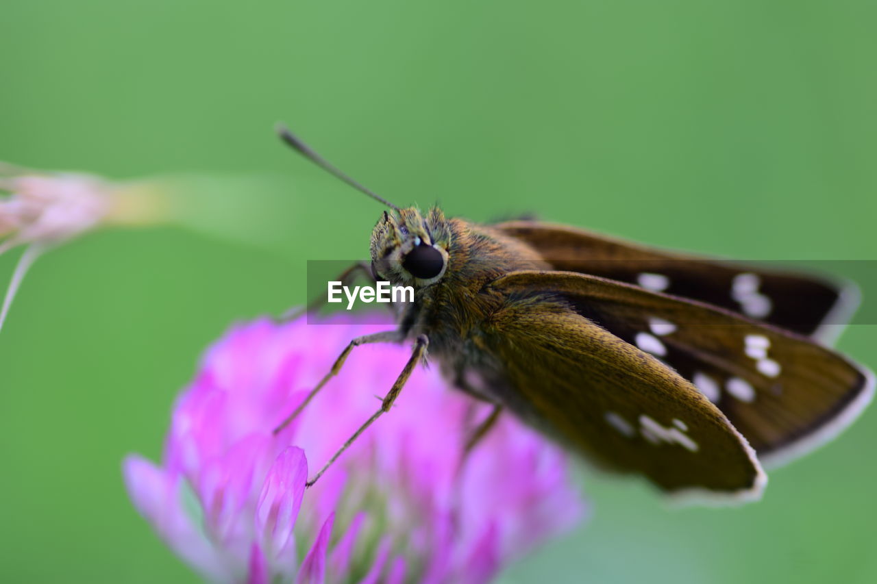 CLOSE-UP OF BUTTERFLY ON FLOWER