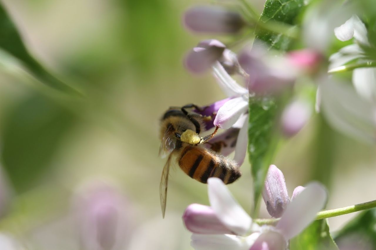 CLOSE-UP OF BEE ON FLOWERS