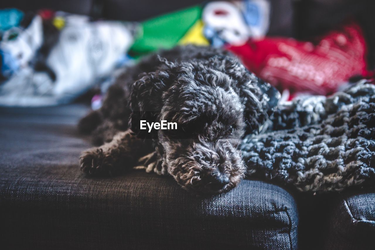 Close-up of dog sleeping on sofa at home