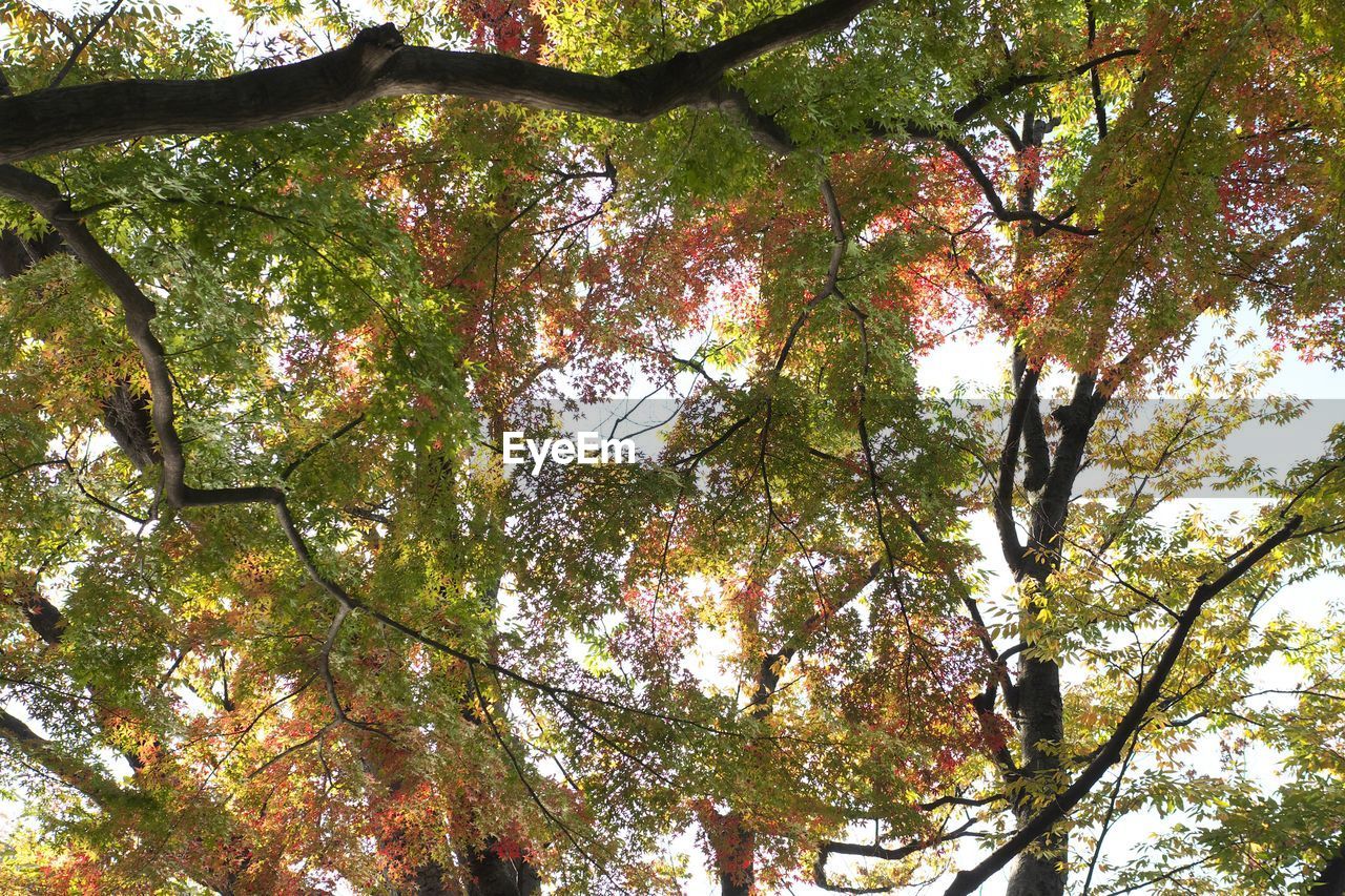 LOW ANGLE VIEW OF TREES AGAINST SKY