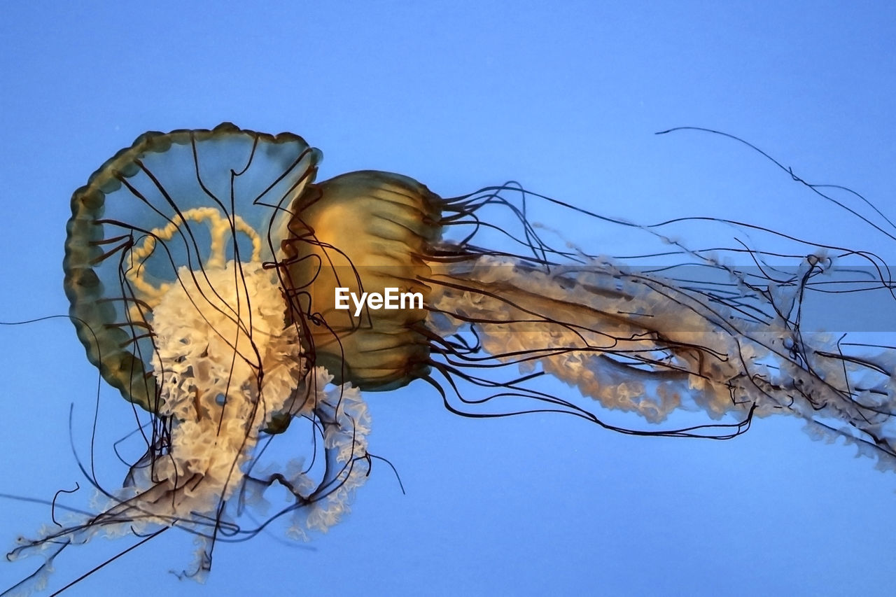 Close-up of jellyfishes in sea