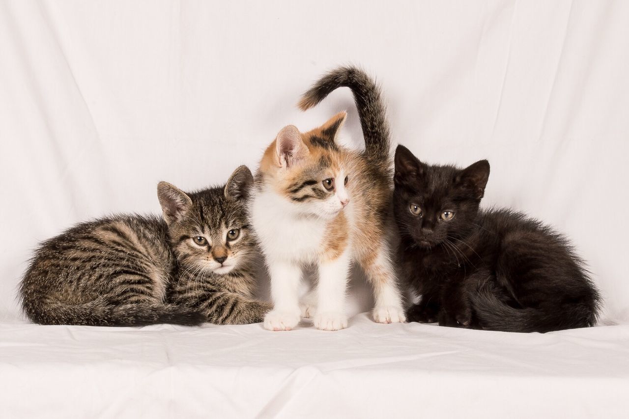 Portrait of three cats on white surface