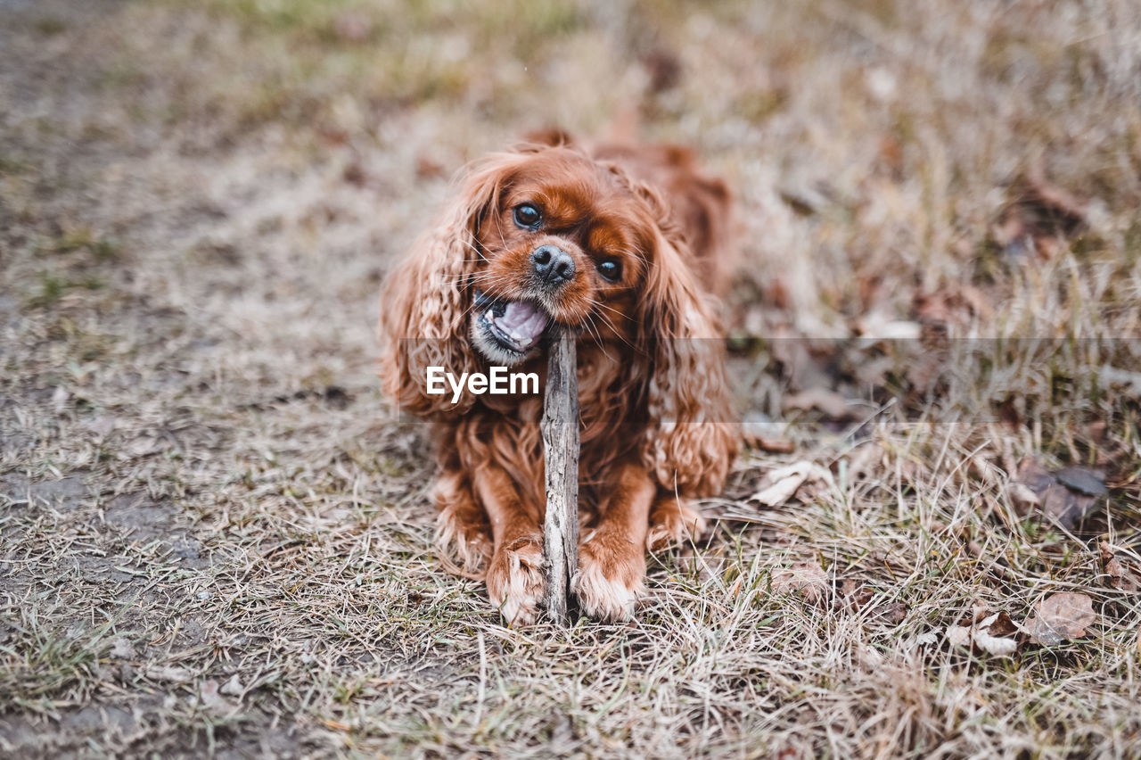 Portrait of dog on field