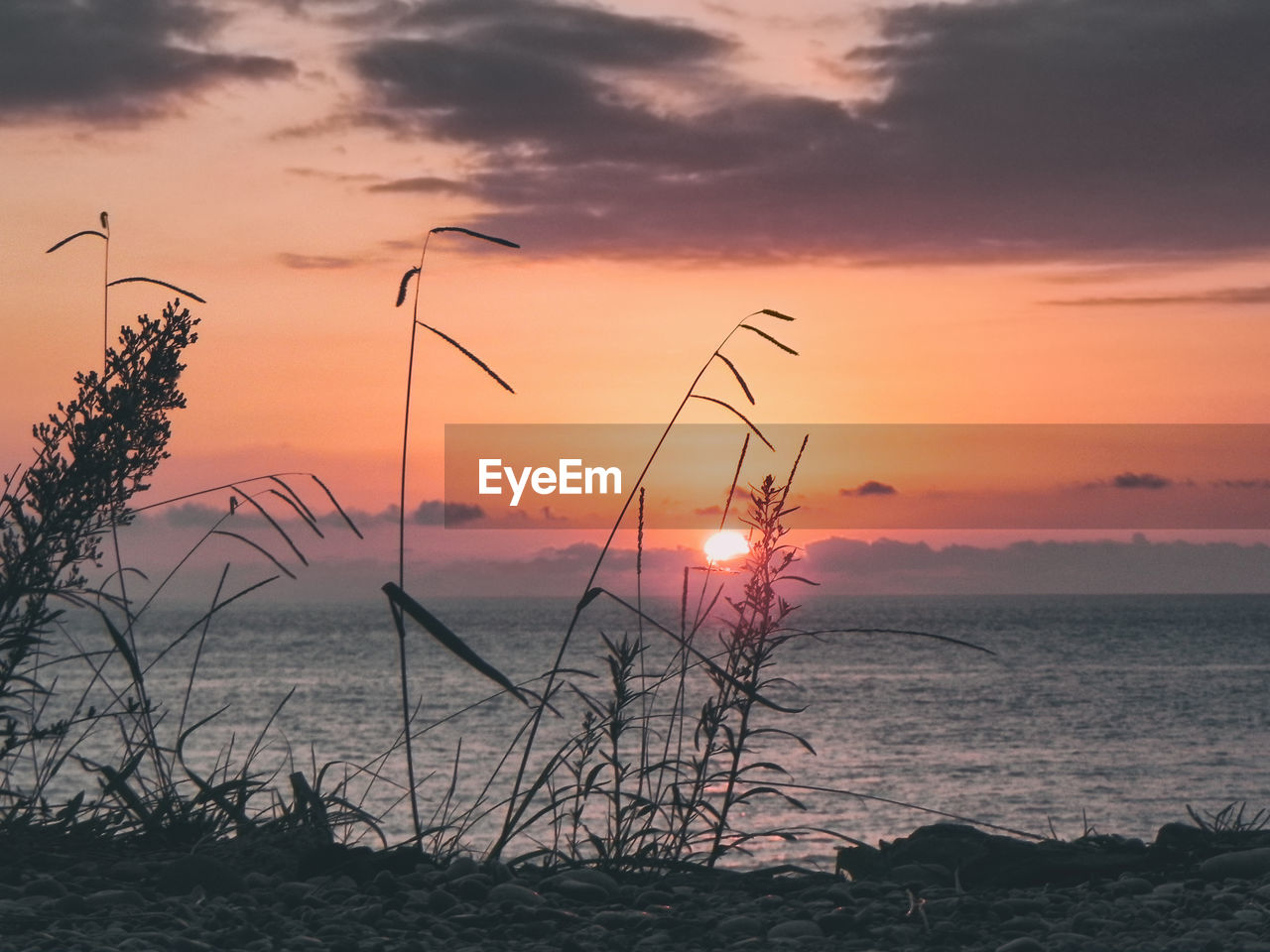 Silhouette plants on beach against sky during sunset