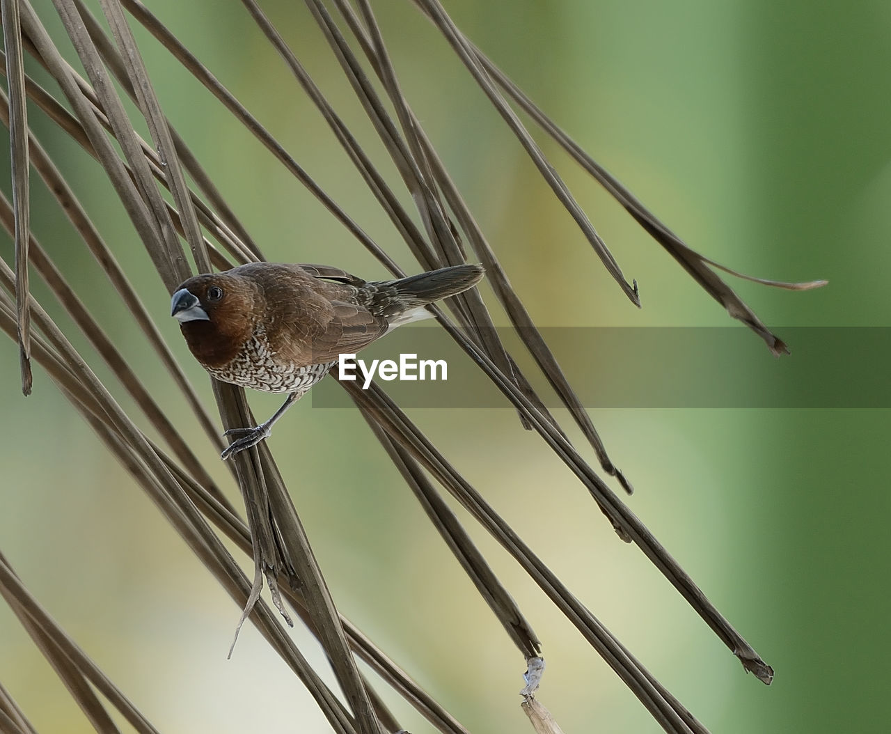 Close-up of a bird on stem