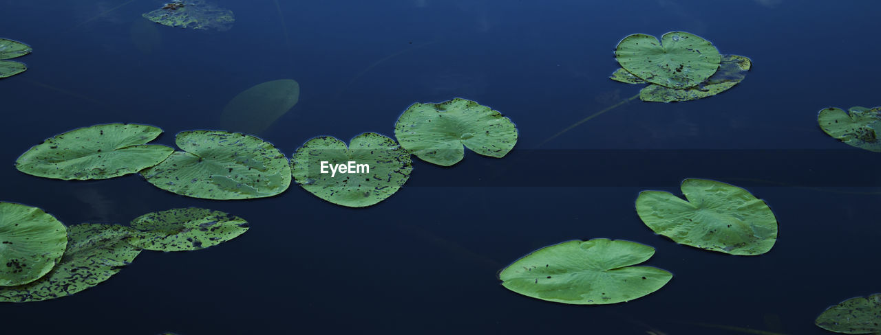 High angle view of leaves floating on water