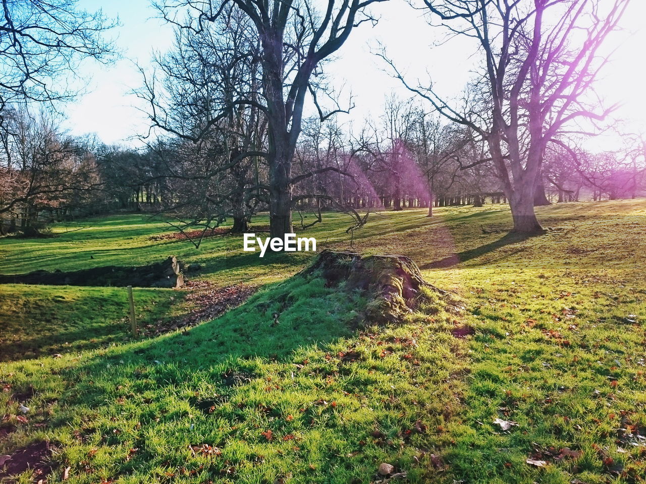 Bare trees on grassy field at park