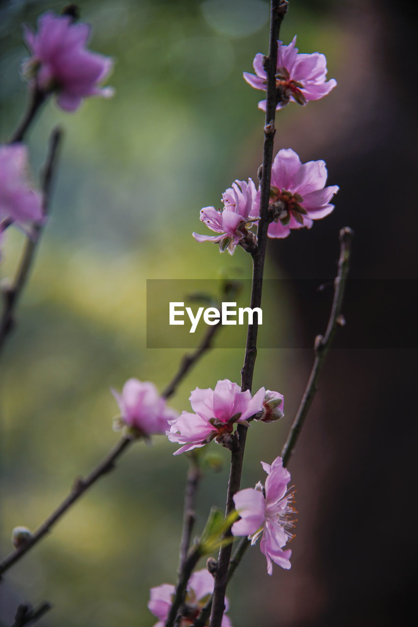 CLOSE-UP OF PINK CHERRY BLOSSOM AGAINST TREE