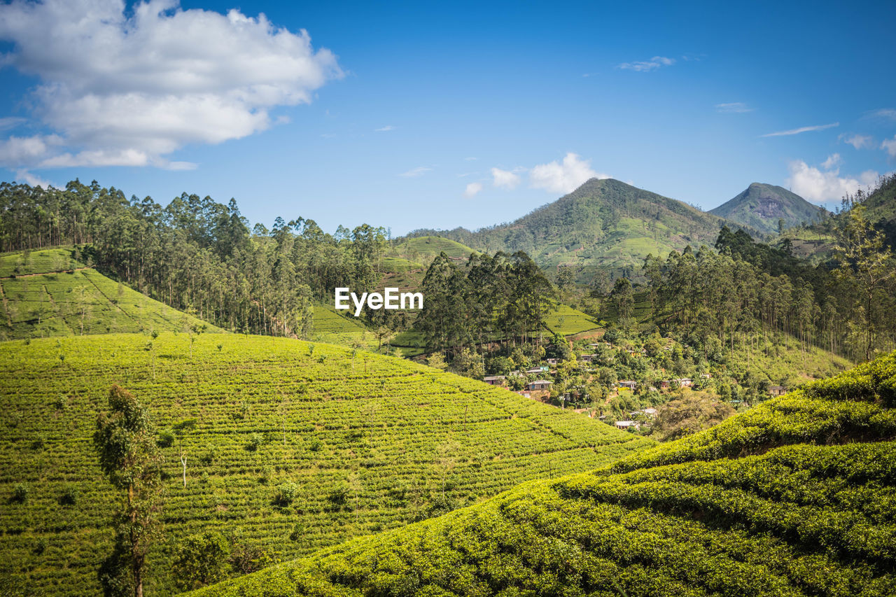 Tea plantation in mountain landscape sri lanka