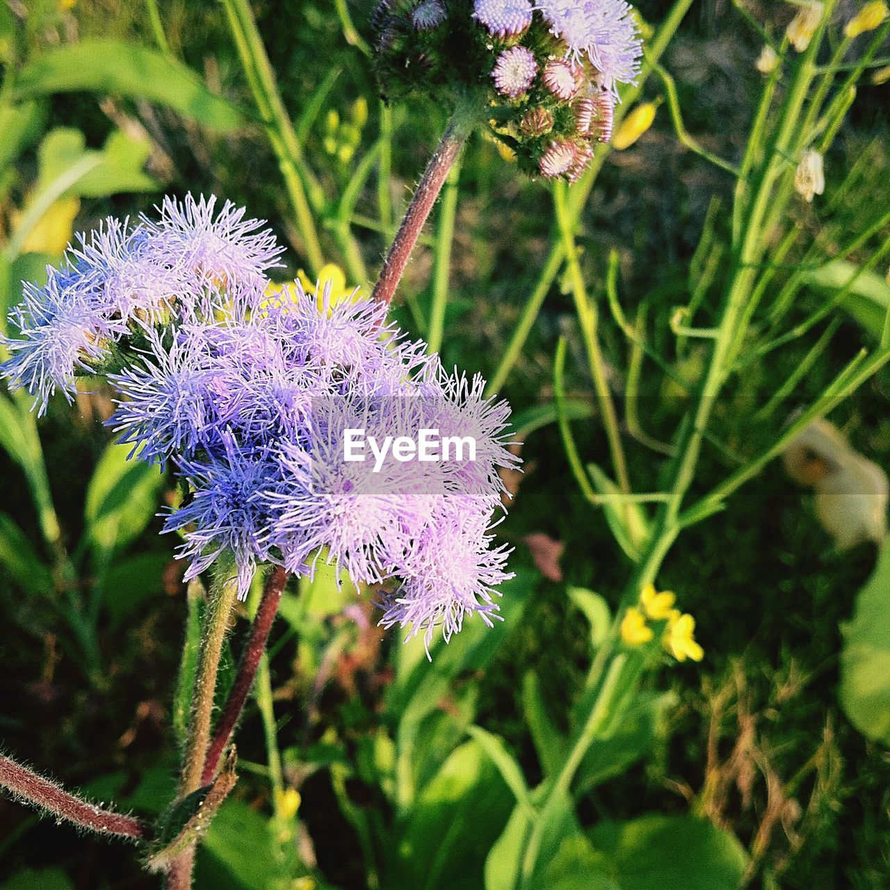 Purple flowers growing in park