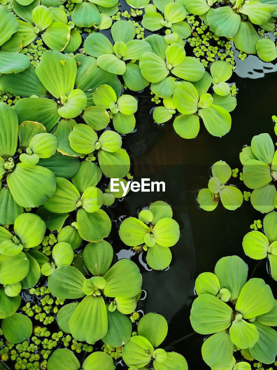 Close-up of water lily leaves