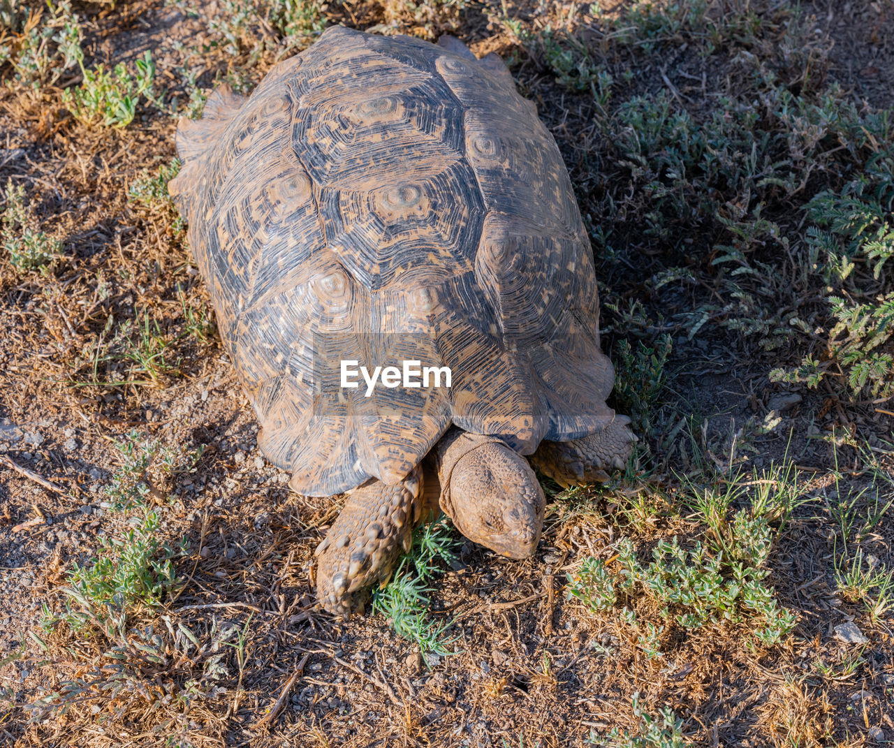 turtle, tortoise, reptile, animal themes, animal, animal wildlife, wildlife, shell, animal shell, nature, one animal, tortoise shell, land, no people, plant, high angle view, day, outdoors, grass, field, sea turtle