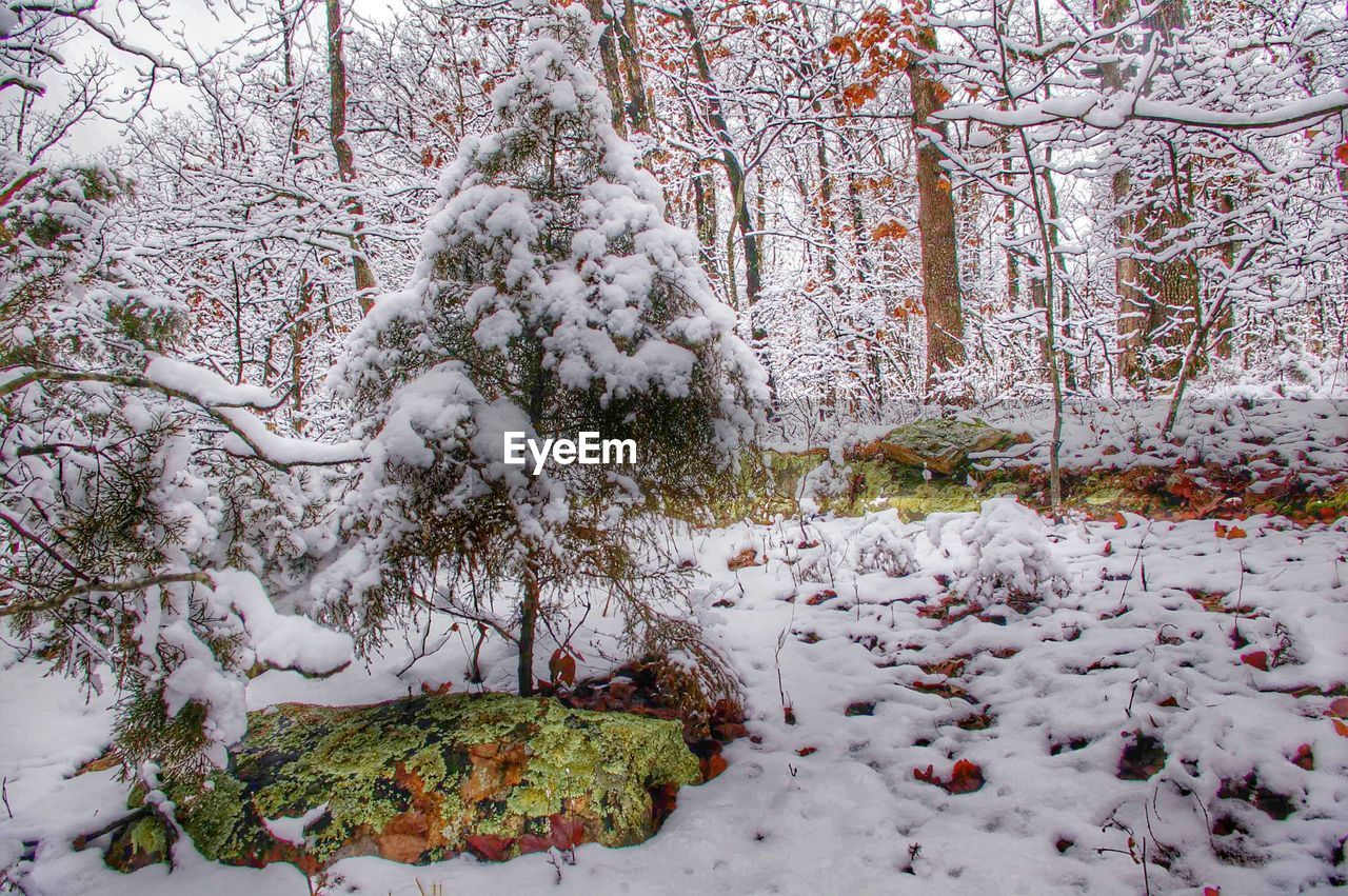 Forest in winter