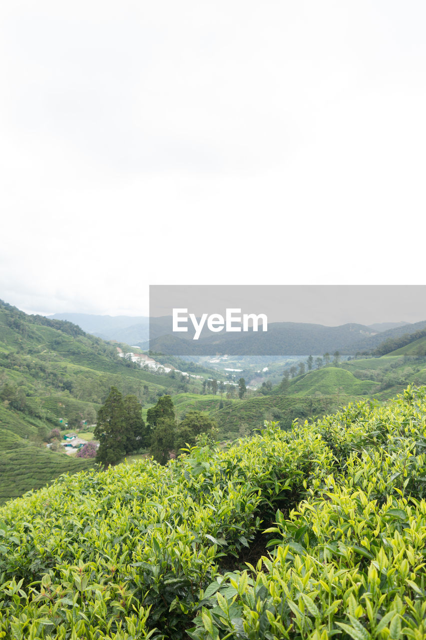 SCENIC VIEW OF FARM AGAINST SKY