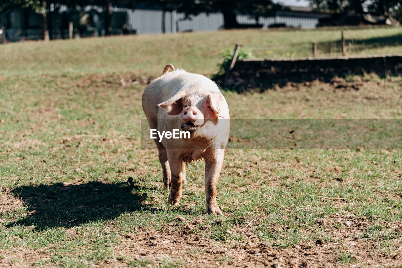 Pig standing on field