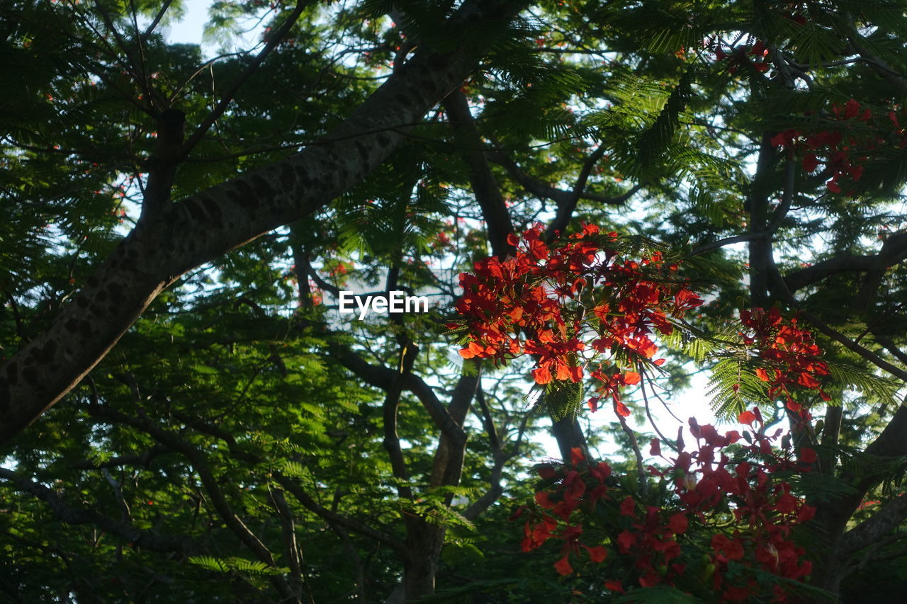 LOW ANGLE VIEW OF RED FLOWERING TREE IN FOREST