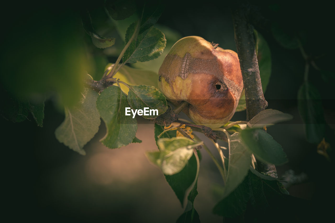 CLOSE-UP OF A FRUIT ON PLANT