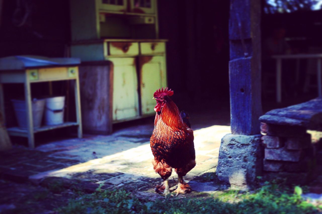 Close-up of rooster on footpath