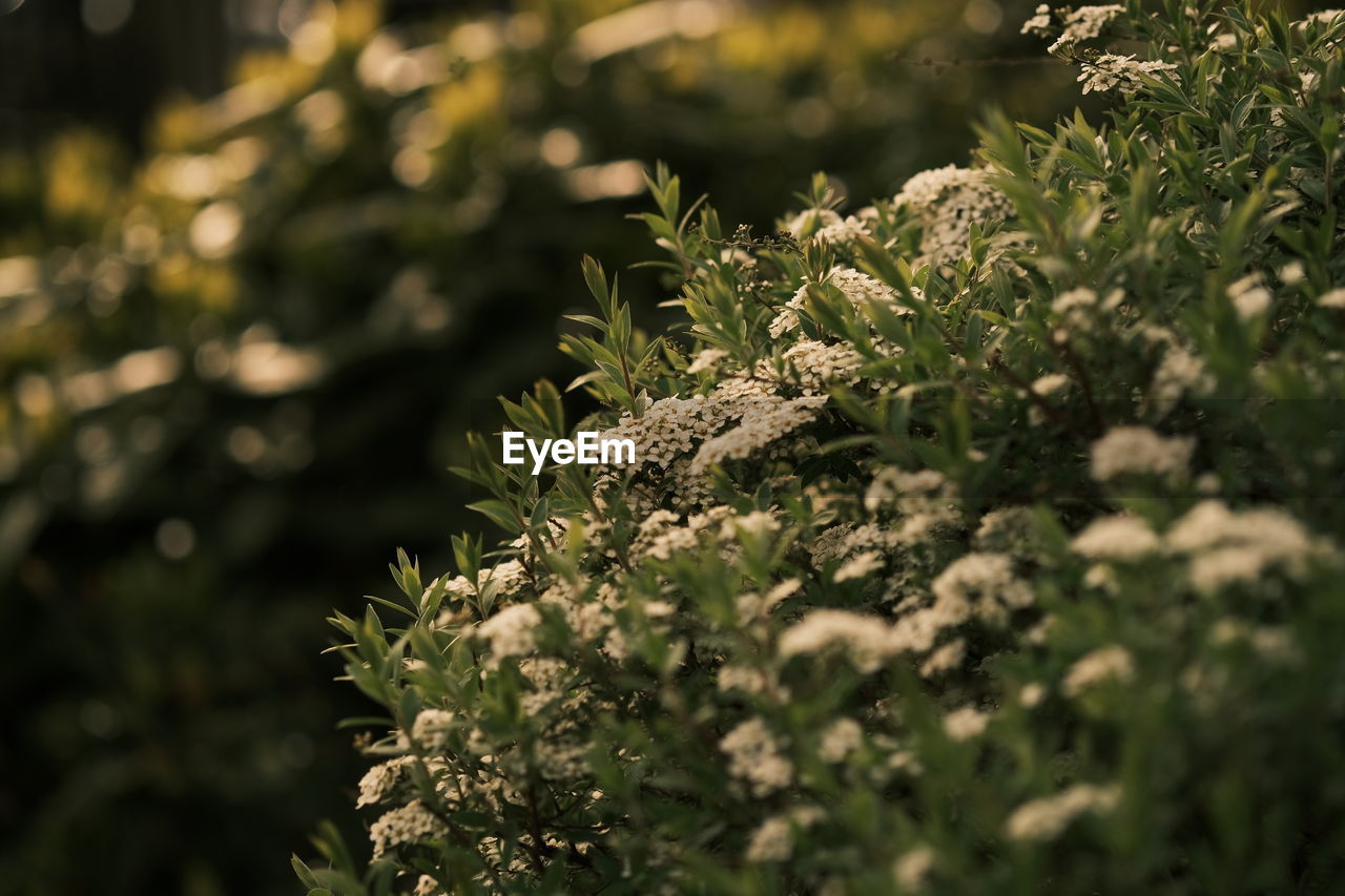 nature, green, plant, tree, branch, leaf, flower, sunlight, pinaceae, grass, coniferous tree, beauty in nature, macro photography, no people, blossom, pine tree, outdoors, growth, selective focus, plant part, environment, forest, land, close-up, autumn, day, food and drink, shrub