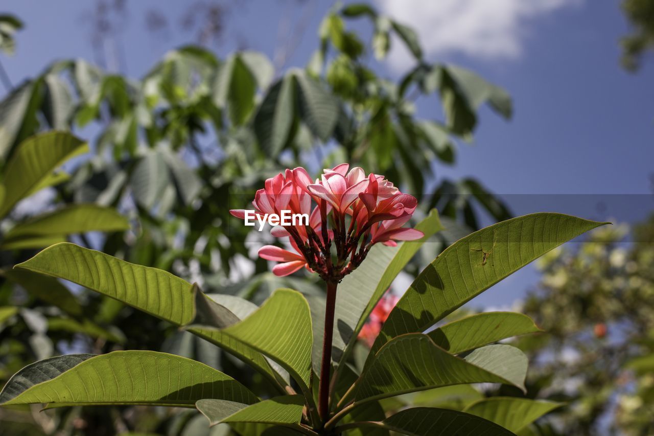 Close-up of red flowering plant